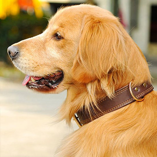 Collier chien | Cuir Noble