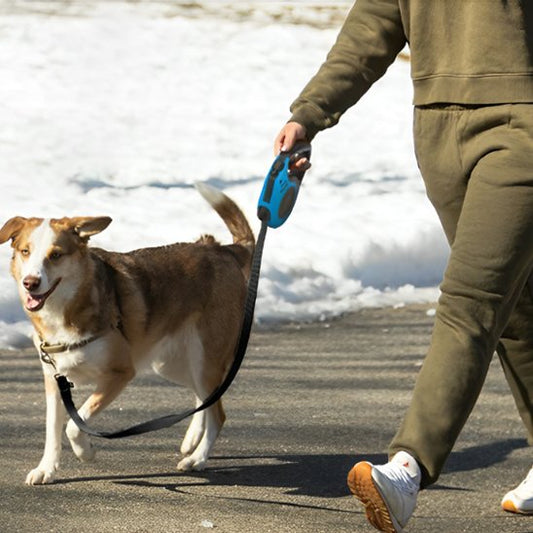 Laisse pour chien | FreedomLine