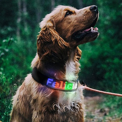 Collier lumineux chien | VisioNight