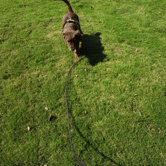 Longe pour chien | FlexiLongueur