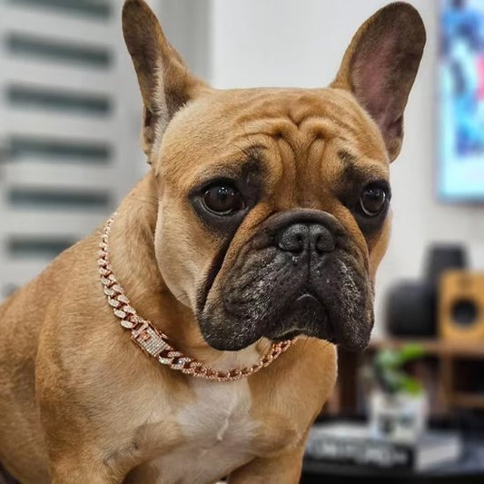 Collier chien | Cuban Chic