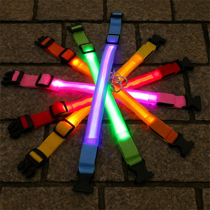 Collier lumineux pour chien | SafeNight