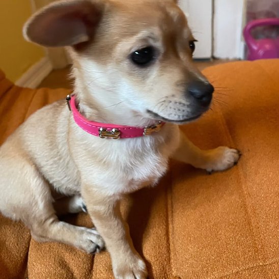 Collier pour chien | Élégance Os