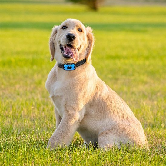 Collier de dressage pour Chien | Sérénité Sonore