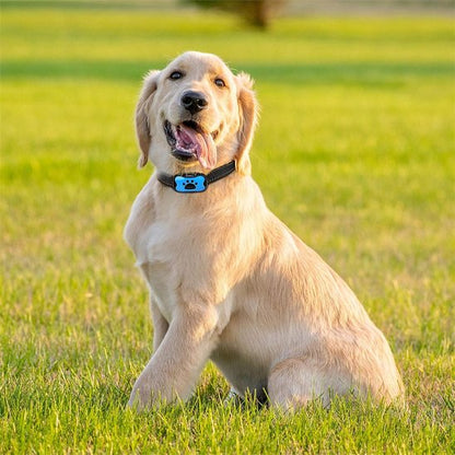 Collier de dressage pour Chien | Sérénité Sonore
