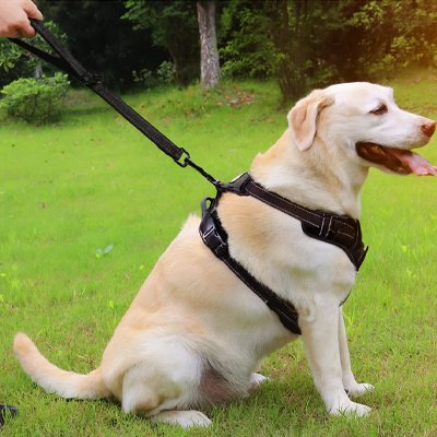 Laisse chien | Stop Pull Plus