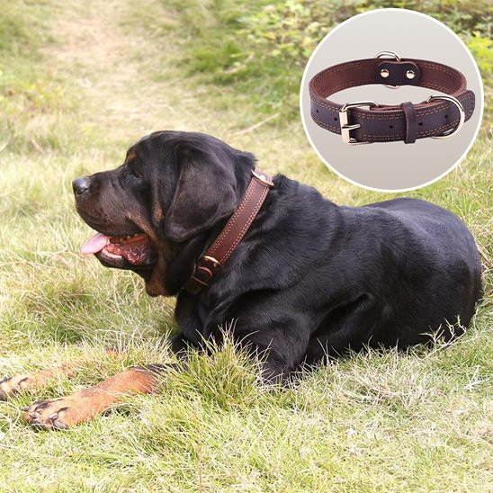 Collier chien | Cuir Noble