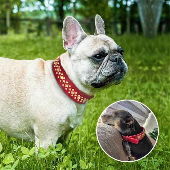 Collier chien | Élégance Clouté