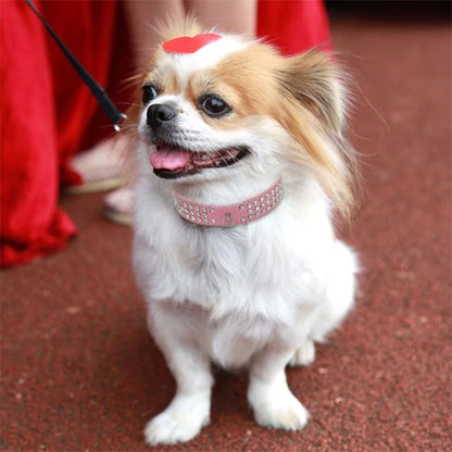 Collier pour chien | Beauté Sécurisée