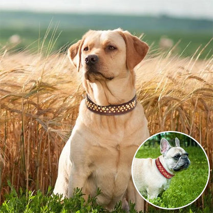 Collier chien | Élégance Clouté