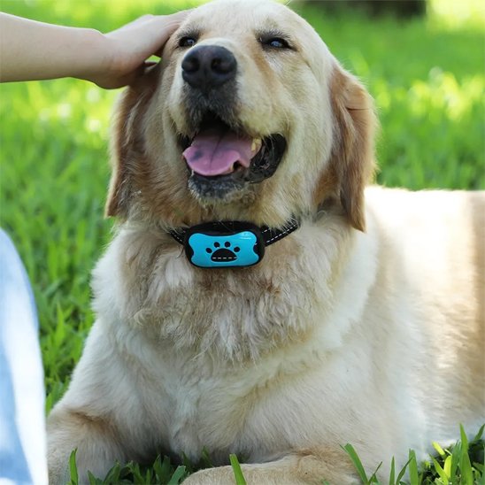 Collier de dressage pour Chien | Sérénité Sonore
