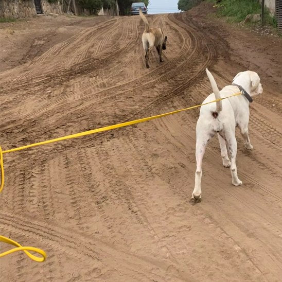Laisse pour chien | Excellence Balade