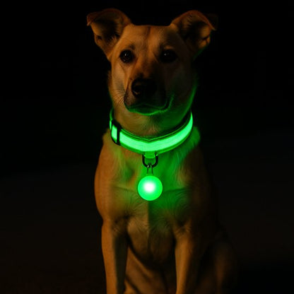 Collier lumineux pour chien | SafeNight