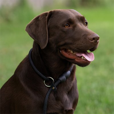 Collier pour chien | ForceDouce