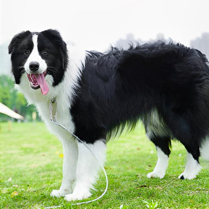 Laisse chien | Câble Acier