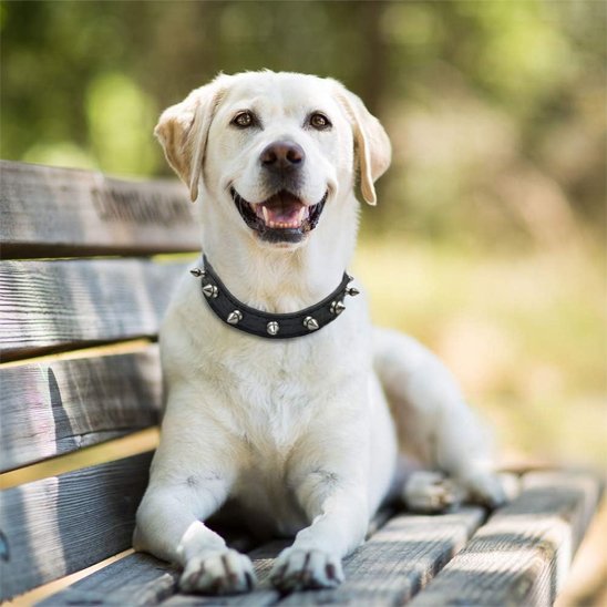 Collier pour chien | Élite Qualité