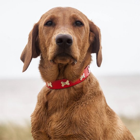 Collier pour chien | Élégance Os