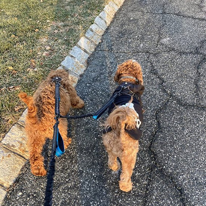 Double laisse pour chien | Twin Walk