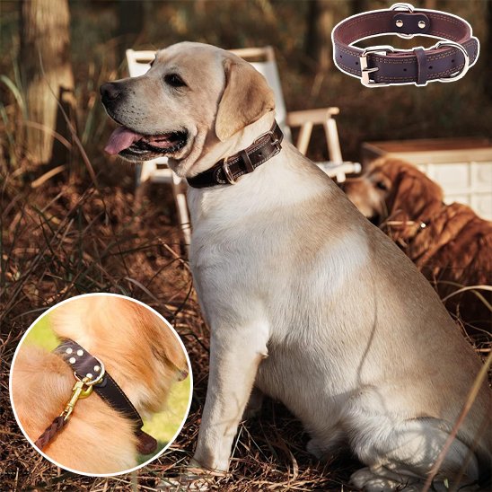 Collier chien | Cuir Noble