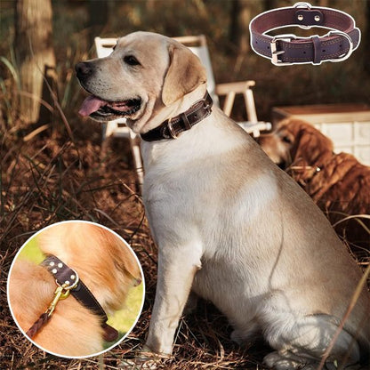 Collier chien | Cuir Noble