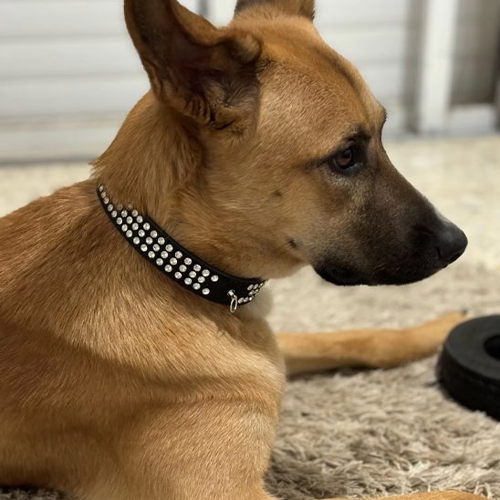 Collier pour chien | Beauté Sécurisée