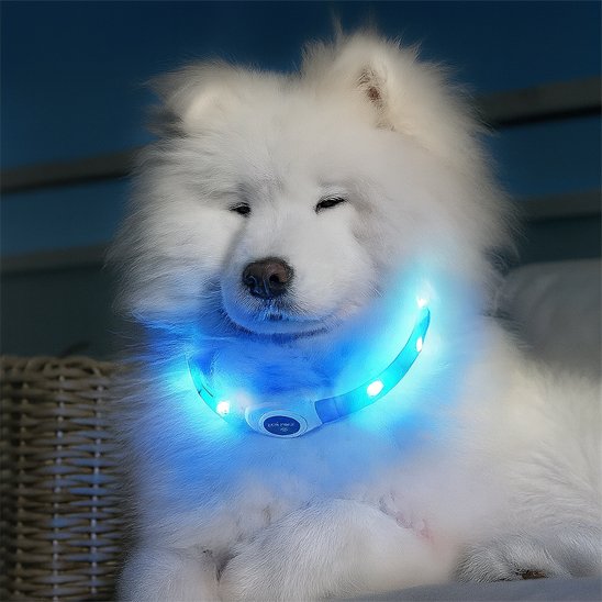 Collier lumineux chien | Collier LED Sécurité Nocturne pour Chien