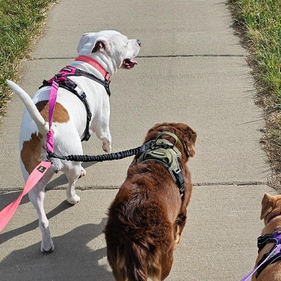 Laisse double pour chien | EasyDuo