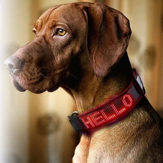 Collier lumineux chien | VisioNight