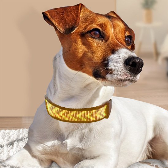 Collier lumineux chien | VisioNight