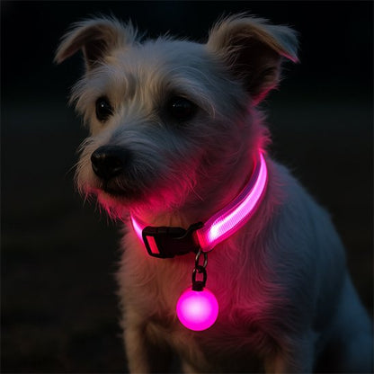 Collier lumineux pour chien | SafeNight