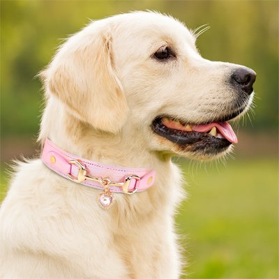 Collier pour Chien | GlamourPaws
