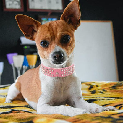 Collier pour chien | Beauté Sécurisée