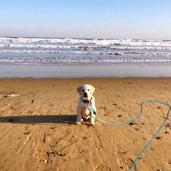 Longe pour chien | FlexiLongueur