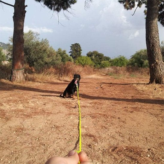 Laisse pour chien | Excellence Balade