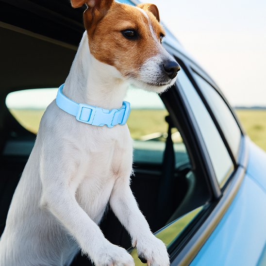 Collier chien | Douceur Pastel
