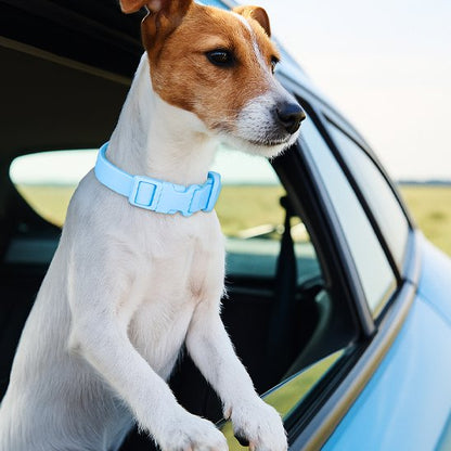 Collier chien | Douceur Pastel