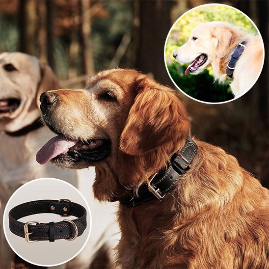 Collier chien | Cuir Noble