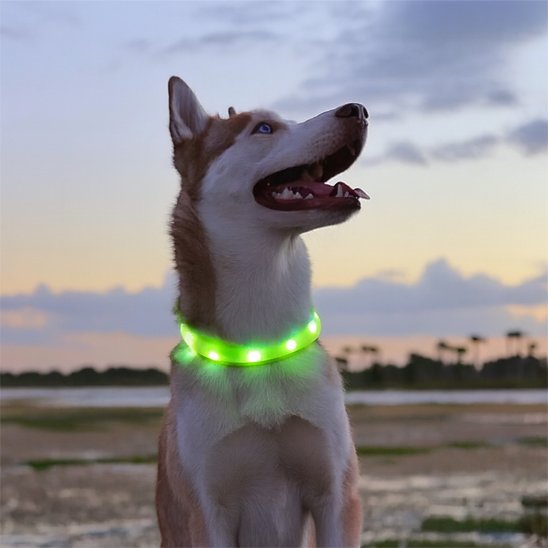 Collier lumineux chien | Collier LED Sécurité Nocturne pour Chien