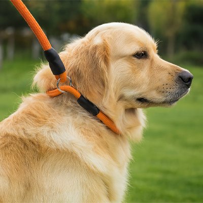 Collier pour chien | ForceDouce