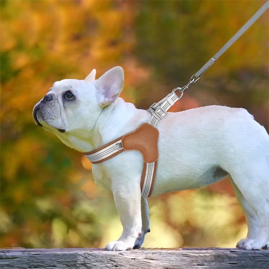 Harnais pour chien | Sans Pression