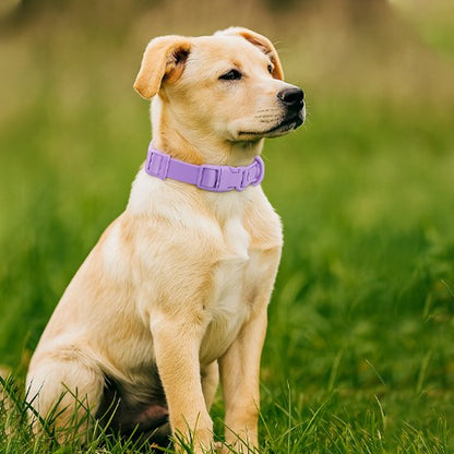 Collier chien | Douceur Pastel