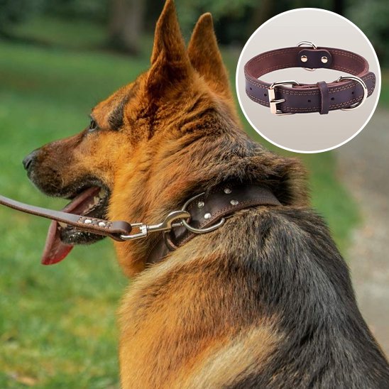 Collier chien | Cuir Noble
