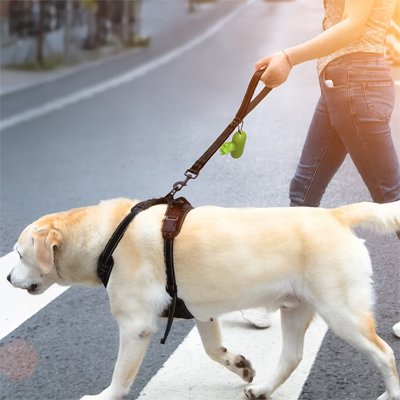 Laisse chien | Stop Pull Plus