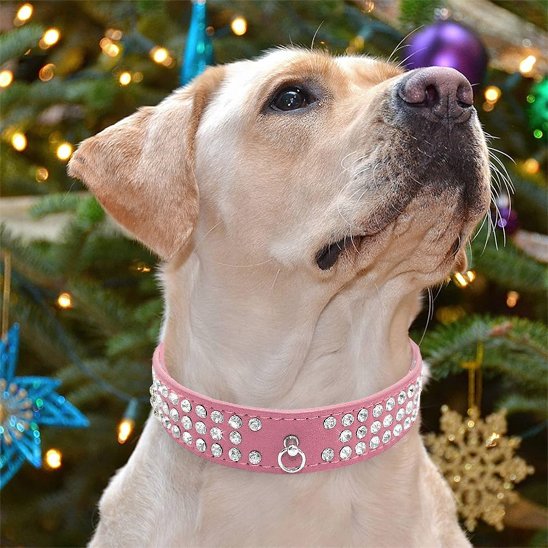 Collier pour chien | Beauté Sécurisée