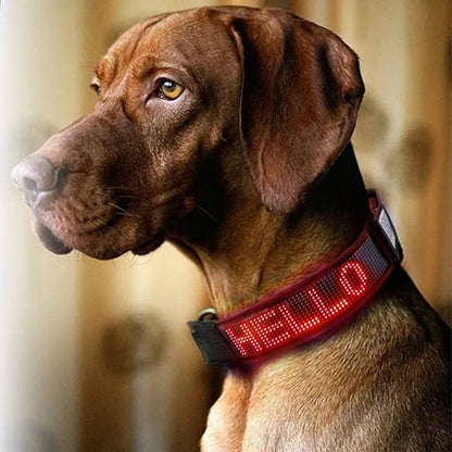 Collier lumineux chien | VisioNight