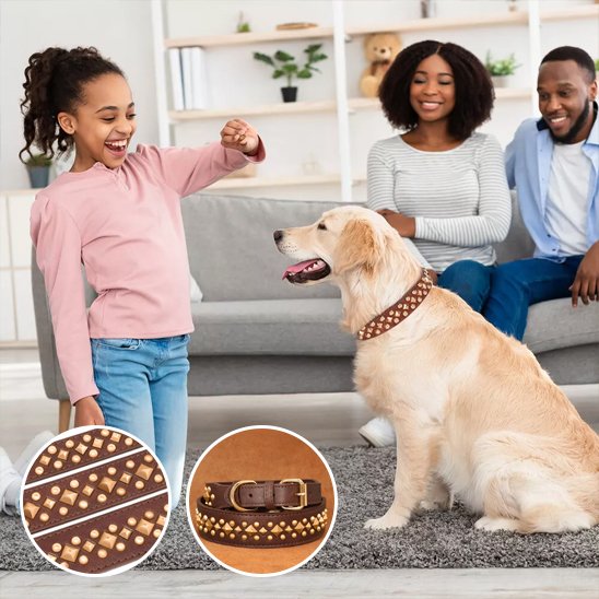 Collier chien | Élégance Clouté