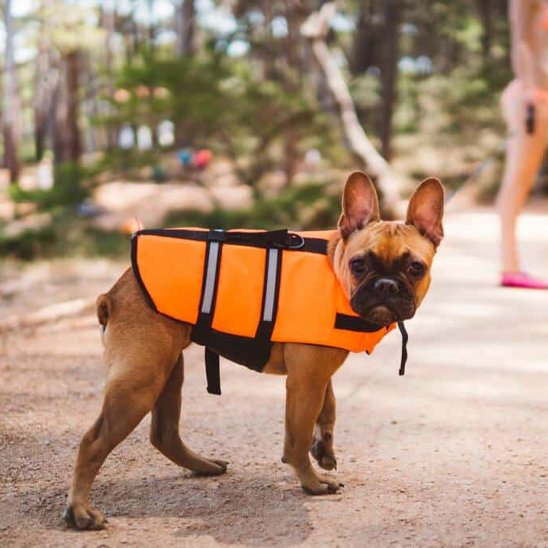 Gilet de sauvetage Chien | SafeAqua
