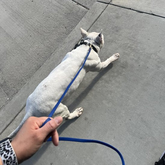 Laisse pour chien | Excellence Balade