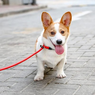 Collier pour chien | ForceDouce