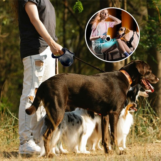 Laisse pour chien | Innovation Lumière